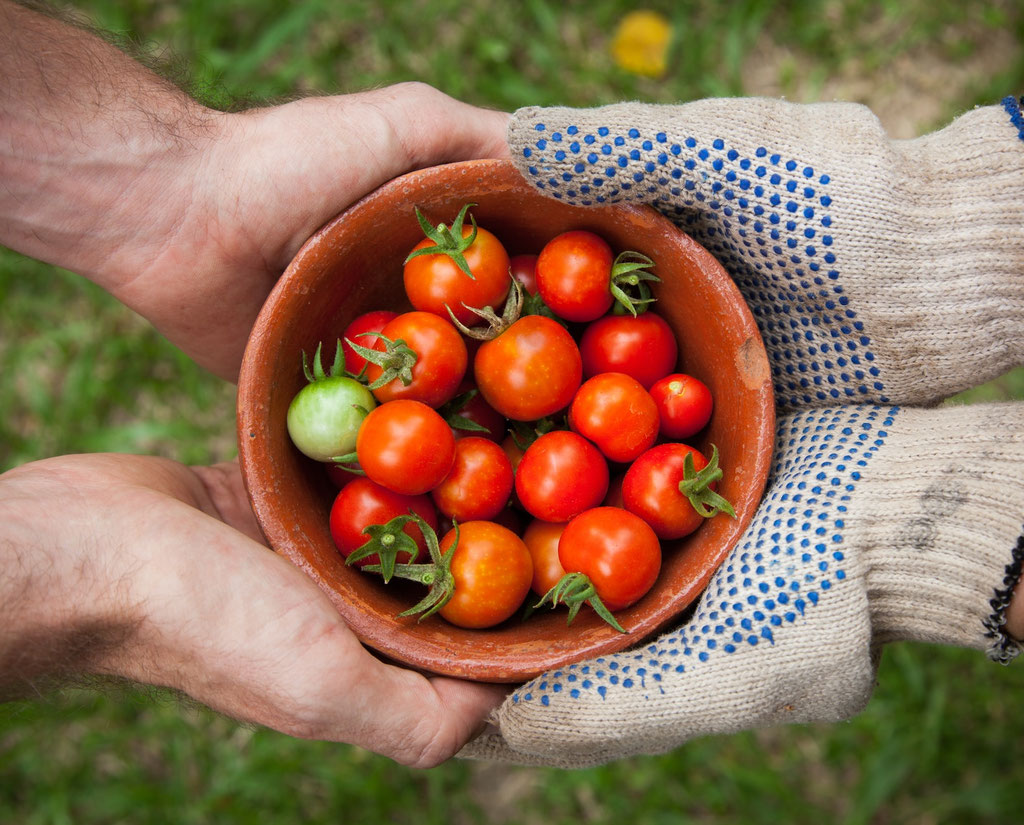 One pair of bare hands and another pair of gloved hands jointly holding a bowl of small red tomatoes.