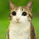 Meowl Nation