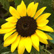 Sunflowerseating