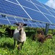 Solar Shepherds Inc - Agrivoltaic Solutions